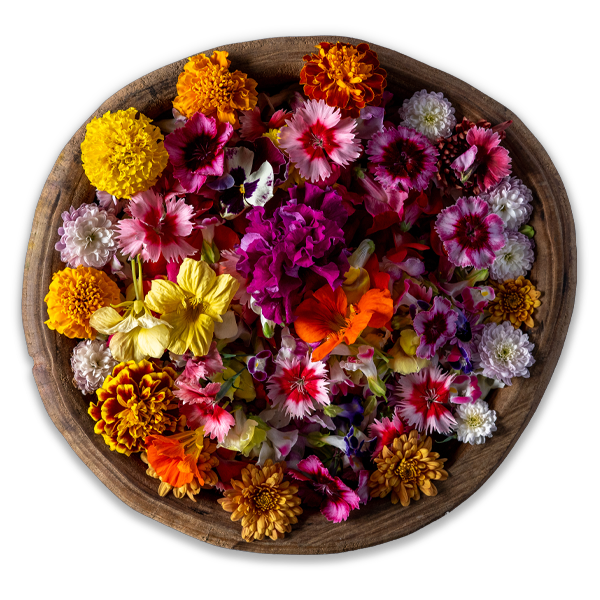 platillo3-flores comestibles