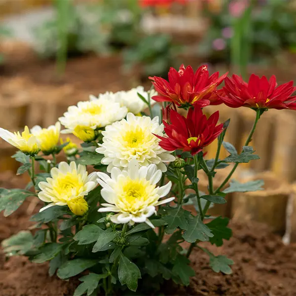 producto1-florescomestibles