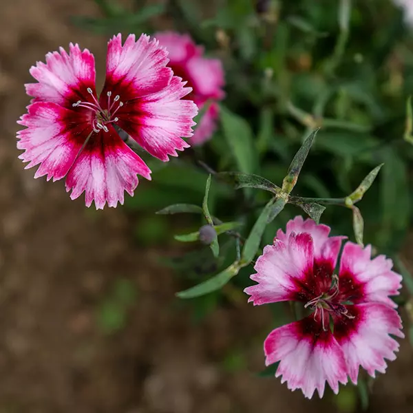 producto10-florescomestibles