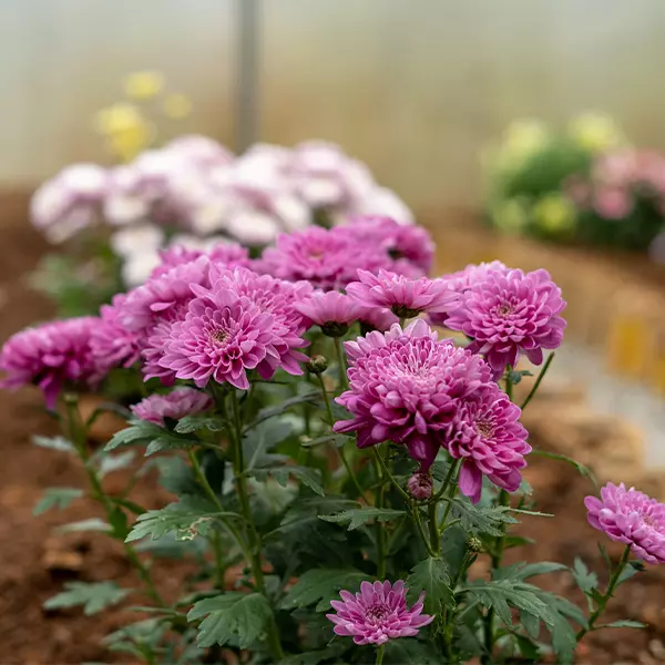 producto8-florescomestibles