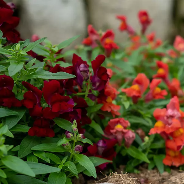 producto3-florescomestibles