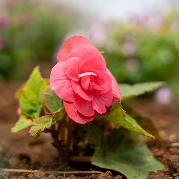 producto11-florescomestibles