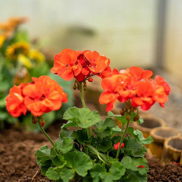 producto6-florescomestibles