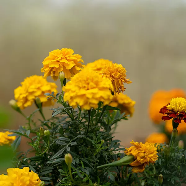 producto5-florescomestibles