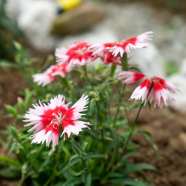 producto12-florescomestibles